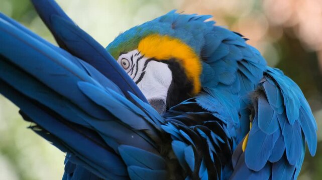 blue and yellow macaw