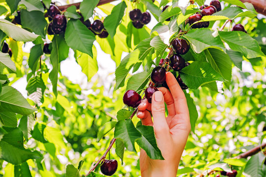 Hand picking ripe dark cherries from tree in summer orchard