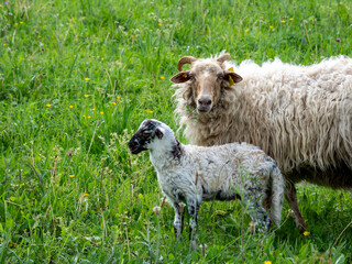 Ewe and Newborn Lamb in Spring Meadow - A woolly horned ewe with ear tag stands protectively beside her spotted newborn lamb in a lush green wildflower meadow. © jmag.foto