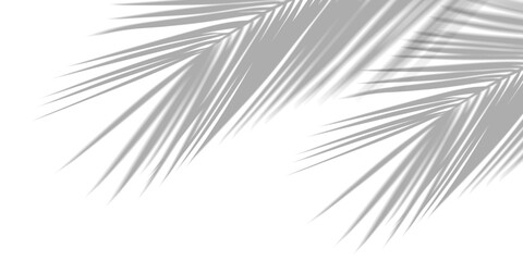 Obraz premium Realistic tropical palm leaves shadow overlay effect on PNG transparent background. Black and white coconut leaf blur monochrome shadow summer decorative design element. Vector illustration.