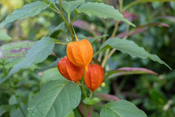 Close up of orange Chinese lantern plant with green leaves in daylight © Anastasiia