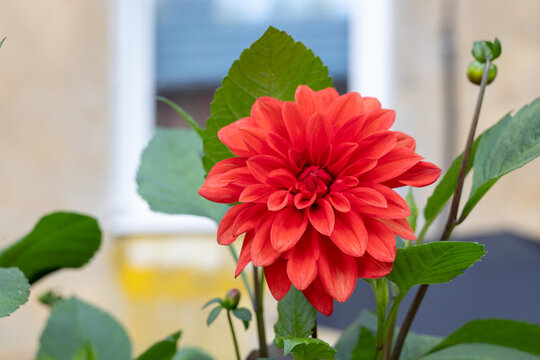 Close up of red dahlia flower with green leaves in daylight