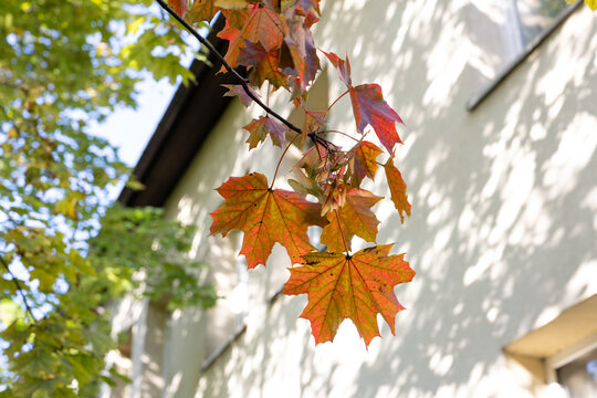 Close up of autumn maple leaves changing color on tree branch in daylight