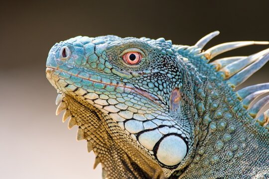 The Green Iguana lizard. Bonaire, Caribbean Netherlands