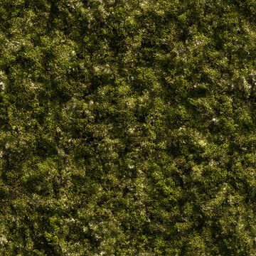 Moss Fresh Seamless Texture