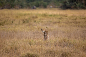 Cheetah © Jordy Blokland