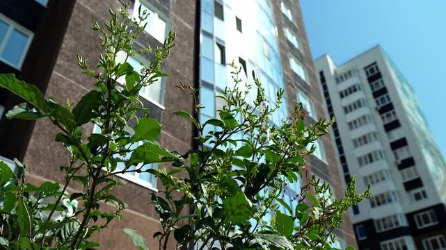 Vibrant tree foliage rustles outdoors in front of towering apartment complex under clear blue sky. Bright sunshine illuminates fresh green leaves contrasting with urban residential buildings.