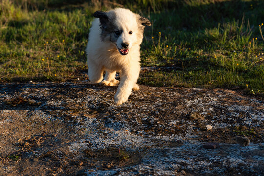Puppy running outdoors in golden hour light