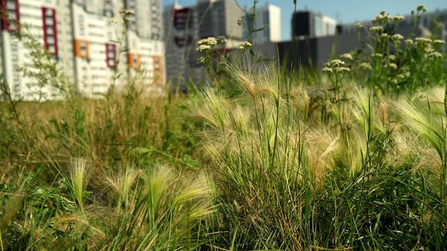 Wild barley grass sways gently across green urban field during bright sunny day. Golden spikes of wild barley grass wave in light breeze against distant modern apartment buildings.