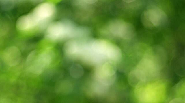 defocused natural foliage shines under bright sunlight create soft circular bokeh shapes. vibrant green backdrop shows delicate movement while gentle glow enhances calm peaceful mood.