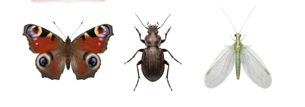 Three colorful insects arranged in a row featuring butterfly, beetle, and dragonfly isolated on transparent background