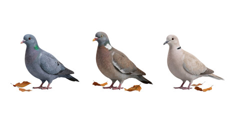Fototapeta premium Three pigeons standing among autumn leaves isolated on transparent background