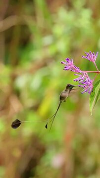 A rare Marvelous Spatuletail hummingbird feeding on nectar from a bright pink flower in the wild