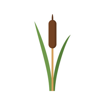 Flat vector illustration of a single cattail plant isolated on a