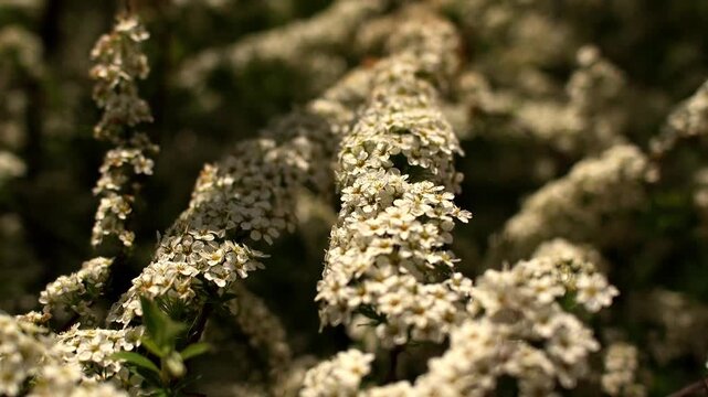 Blooming spiraea shrub displays dense clusters of fresh white blossoms in sunny outdoor environment. Delicate flower petals create serene atmosphere across flourishing springtime shrub branch.