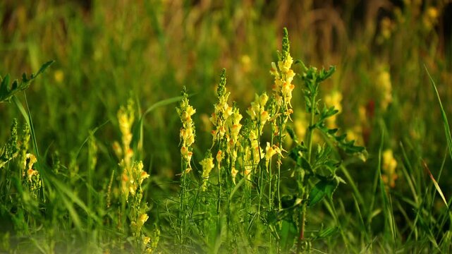 Yellow wildflowers bloom across lush green meadow under warm summer sunshine. Delicate yellow toadflax stems sway gently in open field, creating peaceful and scenic rural environment in nature.