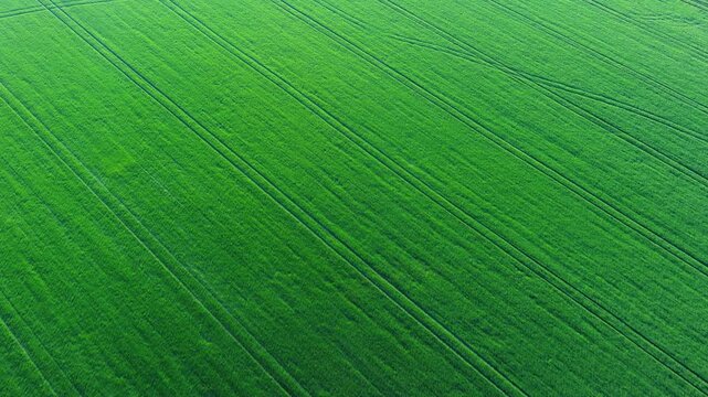 Aerial view of a vibrant green agricultural field featuring parallel tractor tracks cutting through the lush crops in South Moravian Region, Czechia.