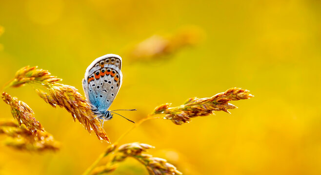 Beatiful butterfly in nature, close up photo.