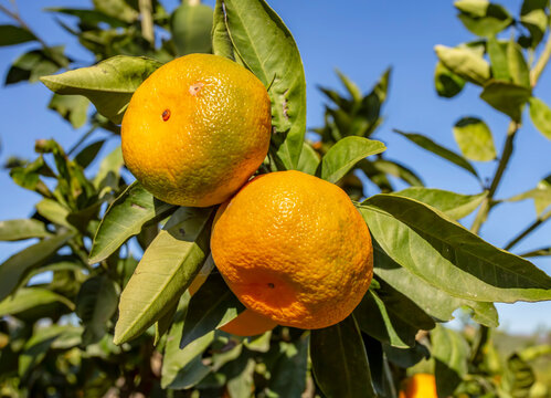 Fresh organik agriculture; tangerine tree. Turkey / Izmir