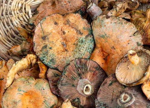 Pine trees mushrooms (Lactarius deliciosus) (Cintar mushroom)