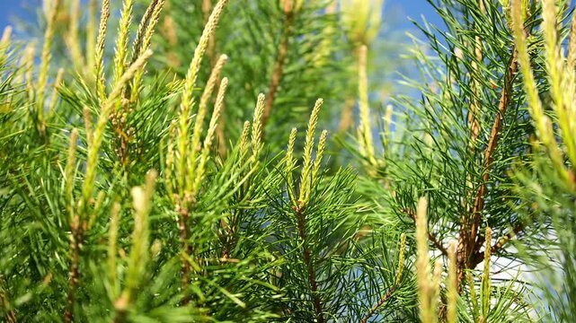 Green pine boughs move gently against clear sky on warm afternoon. Dense evergreen foliage showcases vibrant young shoots, providing crucial baseline imagery for forest defoliation risk studies.