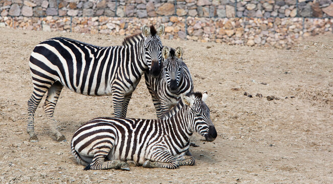 Izmır Natural life park (dogal yasam park) Zebra Animal  (Izmir / Turkey)