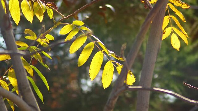 Sunlit fall foliage glows warmly with vivid amber hues outdoors. Beautiful leaves attached to slender tree twigs move gently in wind, evoking serene seasonal mood in peaceful woodland environment.