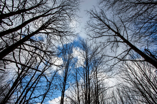 In the forest, tree branches stretching to the sky