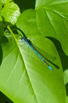 Libellule Bleu sur une feuille de Lilas 