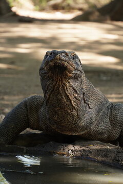 Close up portrait of wild Komodo dragon looking into the camera in Komodo National Park