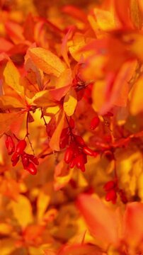 Detailed close-up shot of ripe red barberry fruit hanging on branches amongst warm yellow and orange autumn foliage.