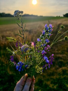 Bouquet de fleurs champ&ecirc;tre devant le couch&eacute; du soleil dans un champ de bl&eacute; 