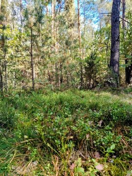Blueberry bushes growing on a sunny pine forest floor