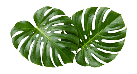 Monstera leaves green tropical plant foliage for natural design elements. © PNG LOVER