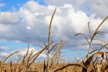 golden wheat field © Chloe