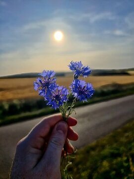 Une poign&eacute;e de bleuets devant un couch&eacute; de soleil 