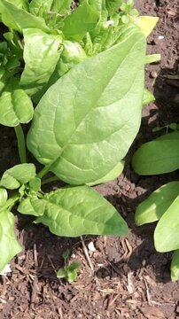 Detailed shot of large fresh green spinach leaf growing in dark fertile soil outdoors in an organic home garden bed on a clear sunny day.