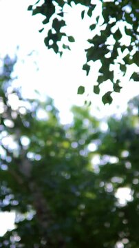 Sharp leaf silhouettes at the top framing a soft blurred green background with lens flare effect. Low angle view looking up at summer tree foliage against bright sky background.