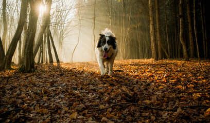 Obraz premium happy white dog playing in foggy forest in late autumn