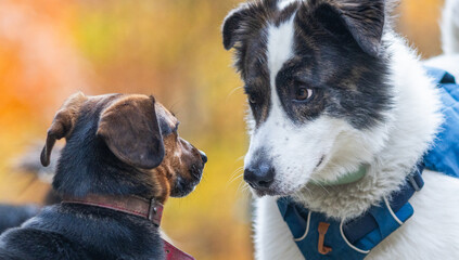 Obraz premium dogs playing outdoors in autumn forest