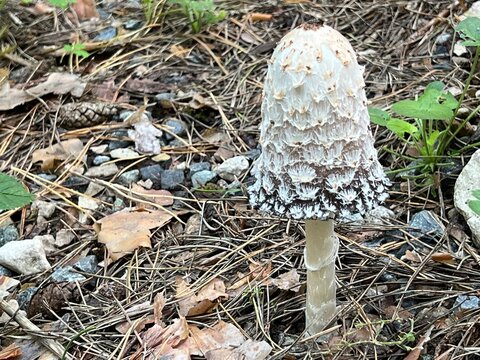 Shaggy ink cap (Coprinus comatus) is a mushroom found among dry pine needles