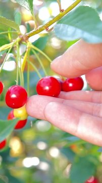 Close-up of human hand gently picking bright red ripe cherries growing on tree branch in green garden.