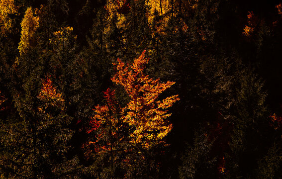 amazing autumn landscape with colorful trees