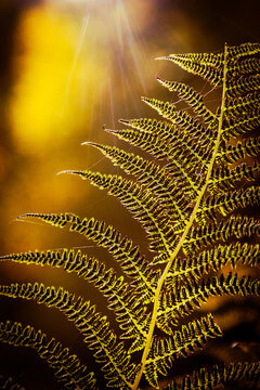 golden autumn fern leaf in a forest