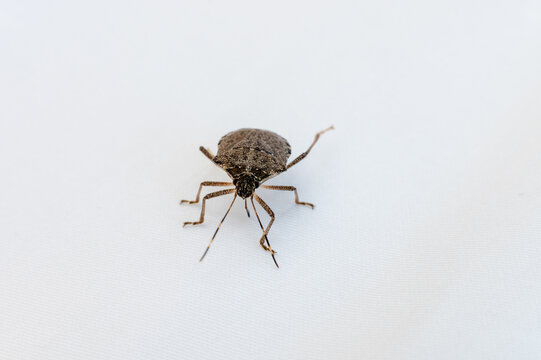 Stink bug standing on white surface