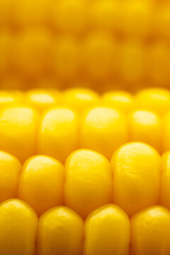 Macro shot of fresh yellow corn kernels on cob