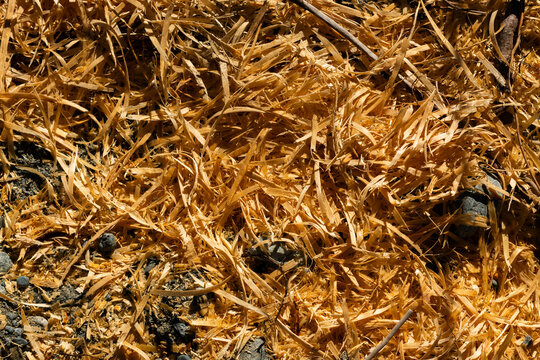 Wood shavings and chips on the ground