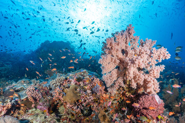 Large pink sea fan coral growing on deep underwater reef floor © Fahmi