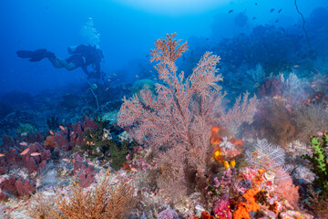 Large pink sea fan coral growing on deep underwater reef floor © Fahmi