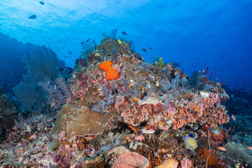 Tropical coral reef formation with small orange reef fish in blue sea in Labuan Bajo, Indoneisa © Fahmi